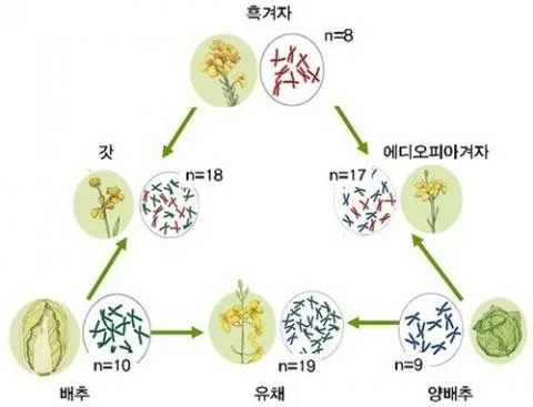 울타리없는학교 [1주년 특집 연재][5회] 헌신: 붉은 빚을 푸른 싹으로 틔운 ‘역사의 스승’후쿠오카의 바람 끝에서 만난 이름, 우장춘 · 3